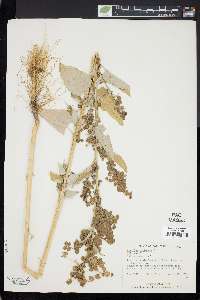 Atriplex hortensis image