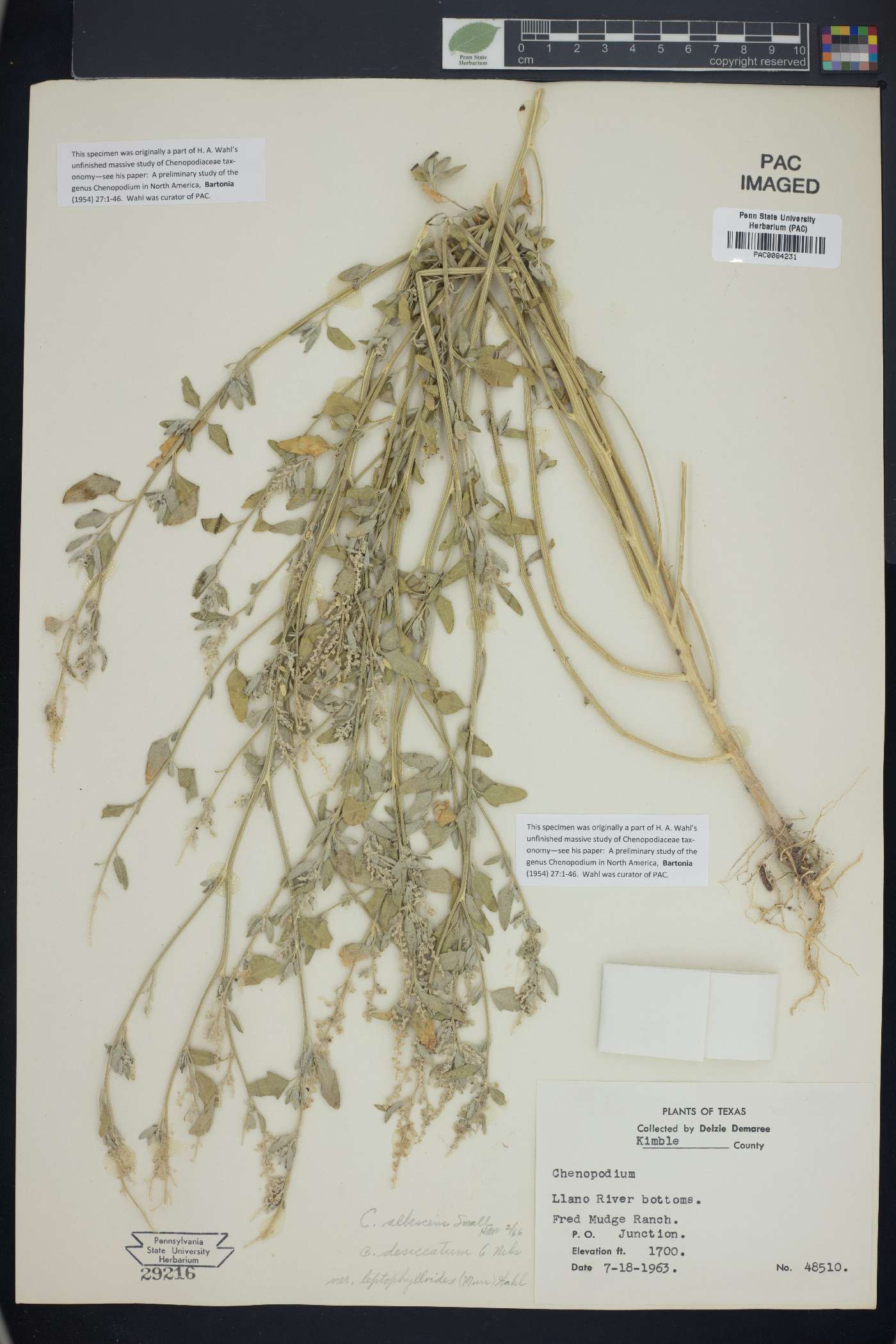 Chenopodium albescens image