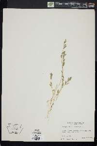 Chenopodium atrovirens image