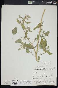 Chenopodium berlandieri image