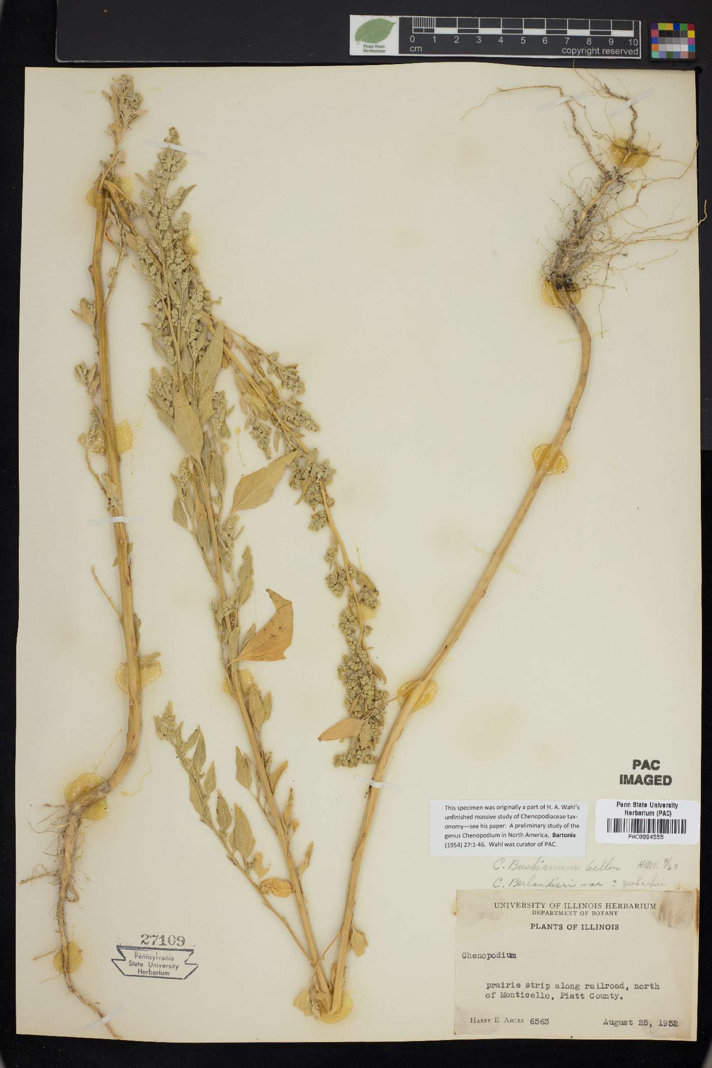 Chenopodium bushianum image