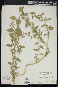 Chenopodium bushianum image