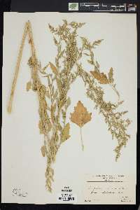 Chenopodium bushianum image