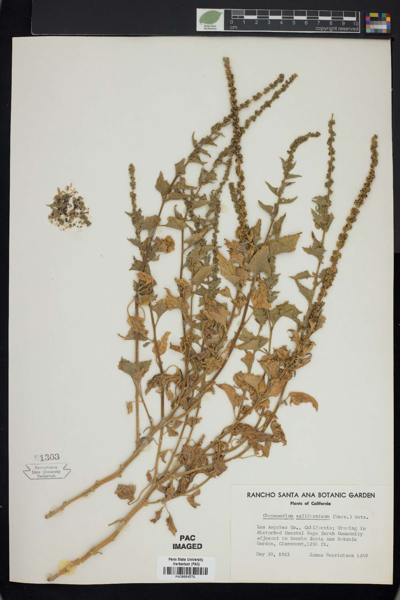 Chenopodium californicum image