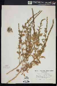 Chenopodium californicum image