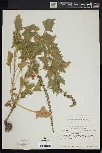 Chenopodium californicum image