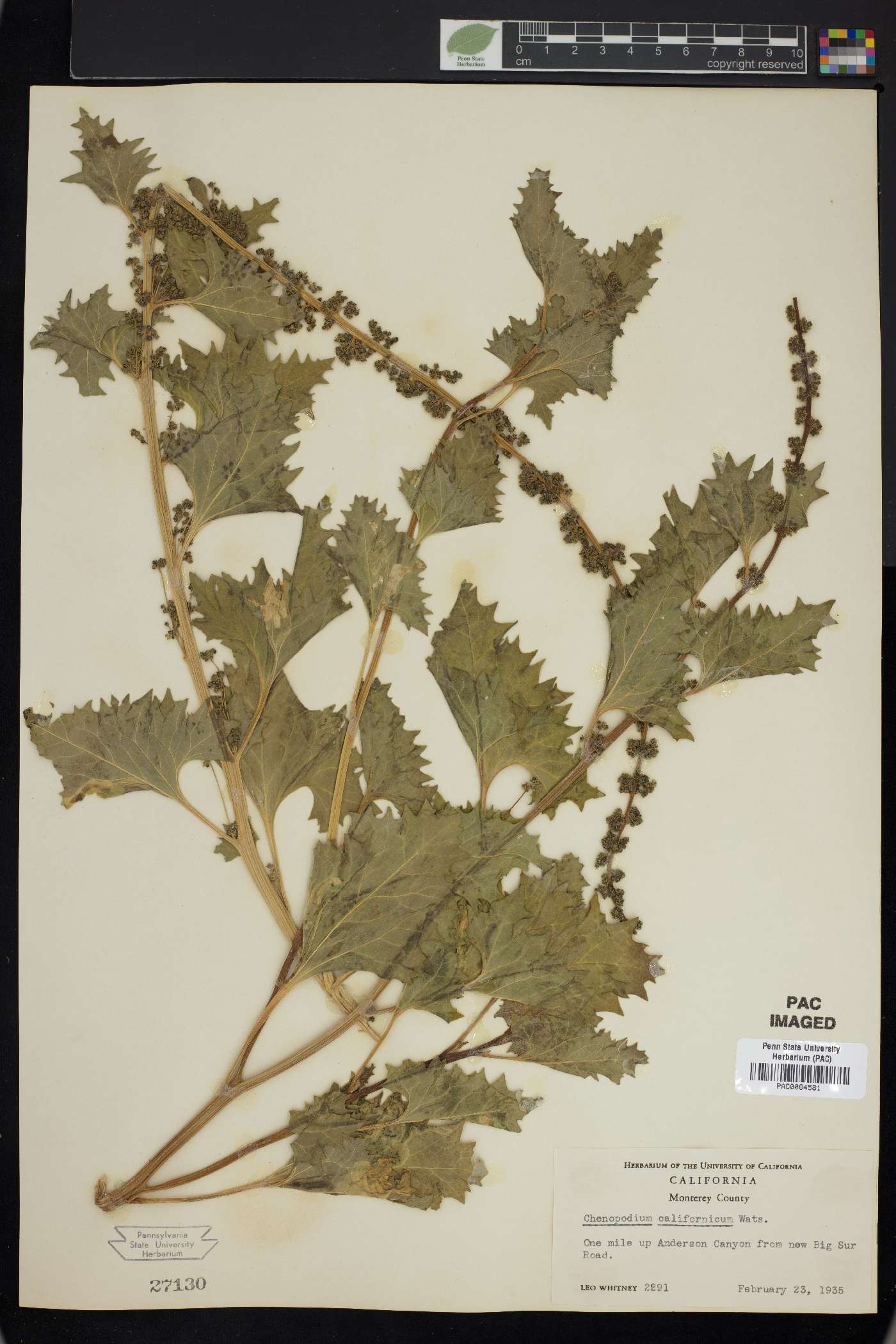 Chenopodium californicum image