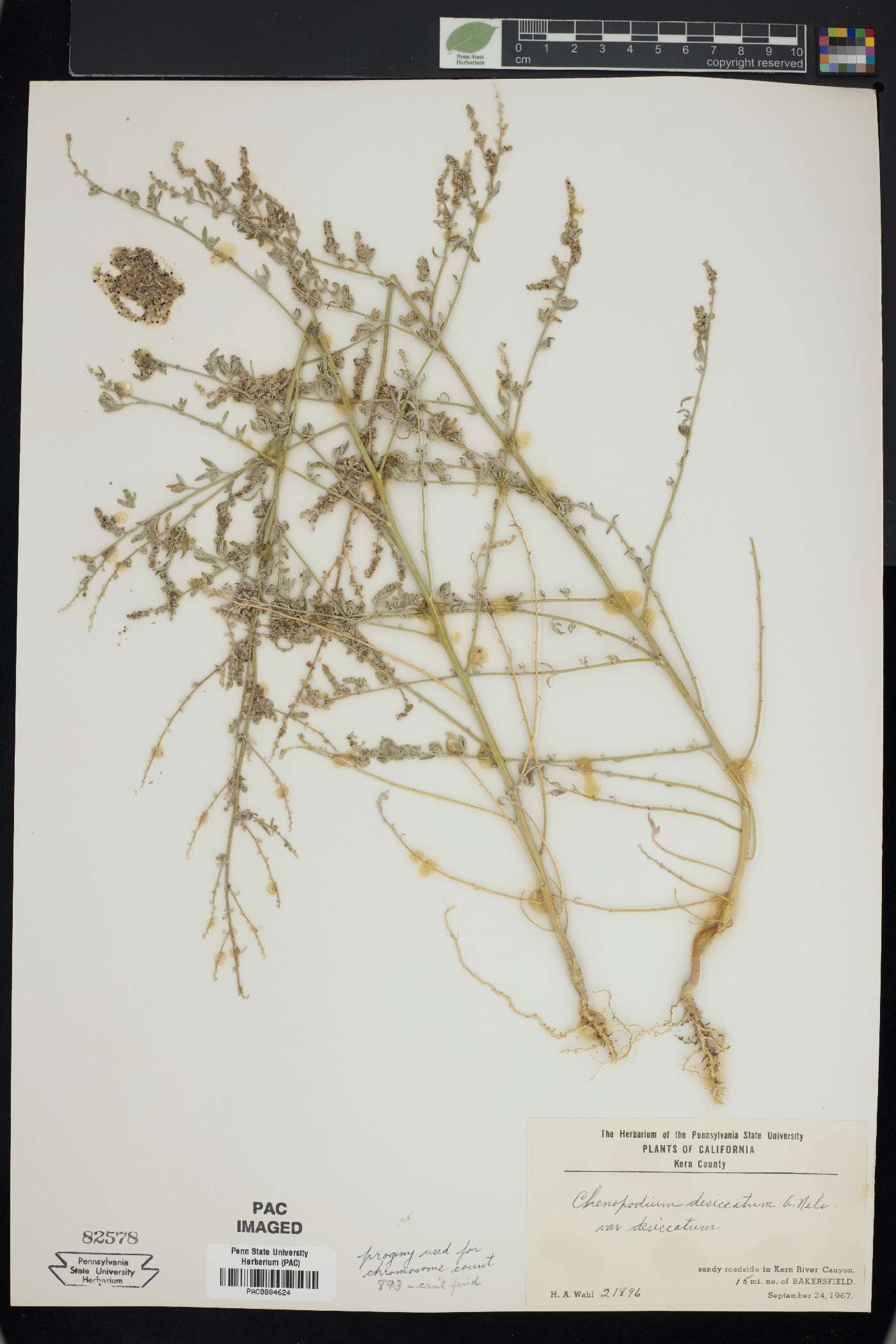 Chenopodium desiccatum image