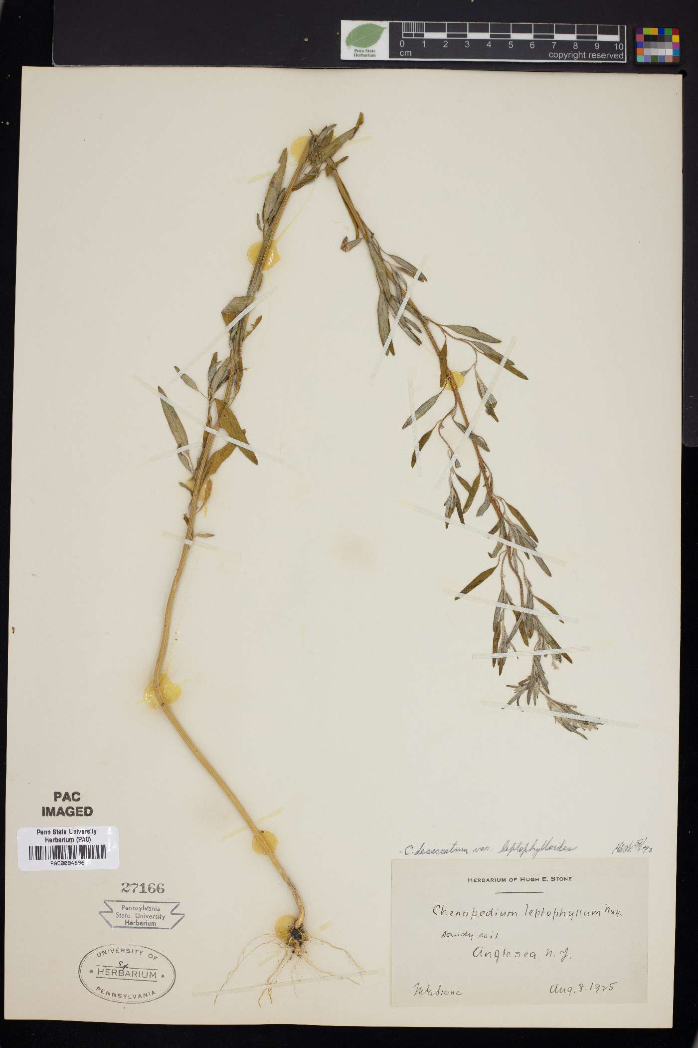 Chenopodium dissectum image