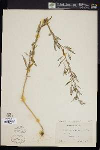Chenopodium dissectum image