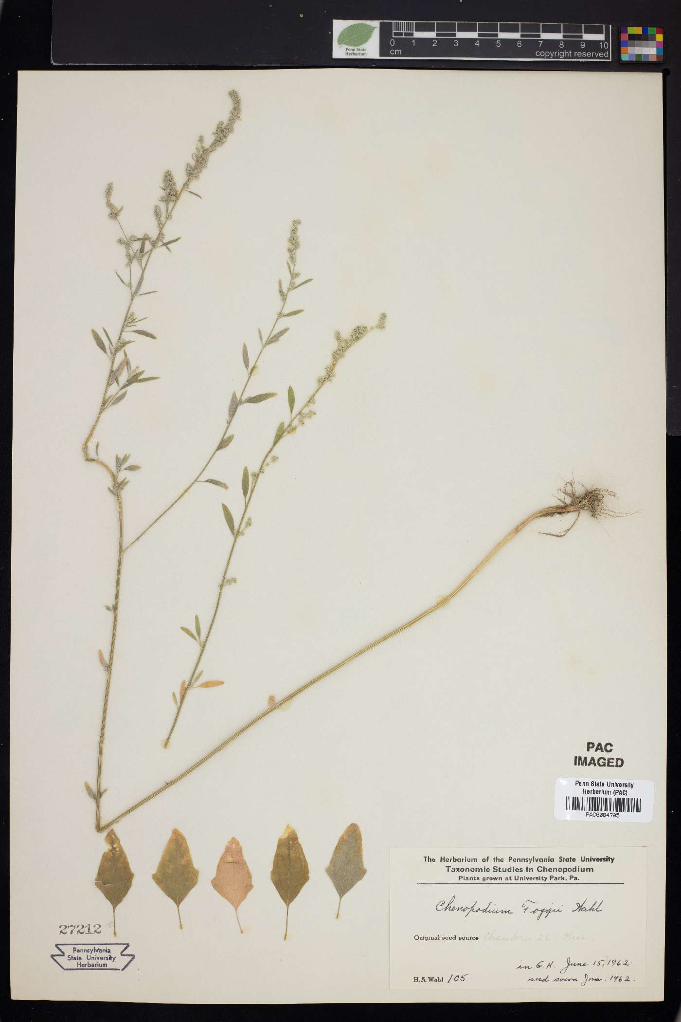 Chenopodium foggii image