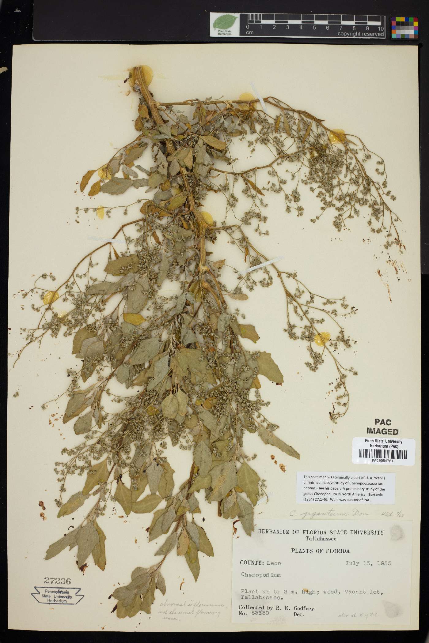 Chenopodium album var. album image