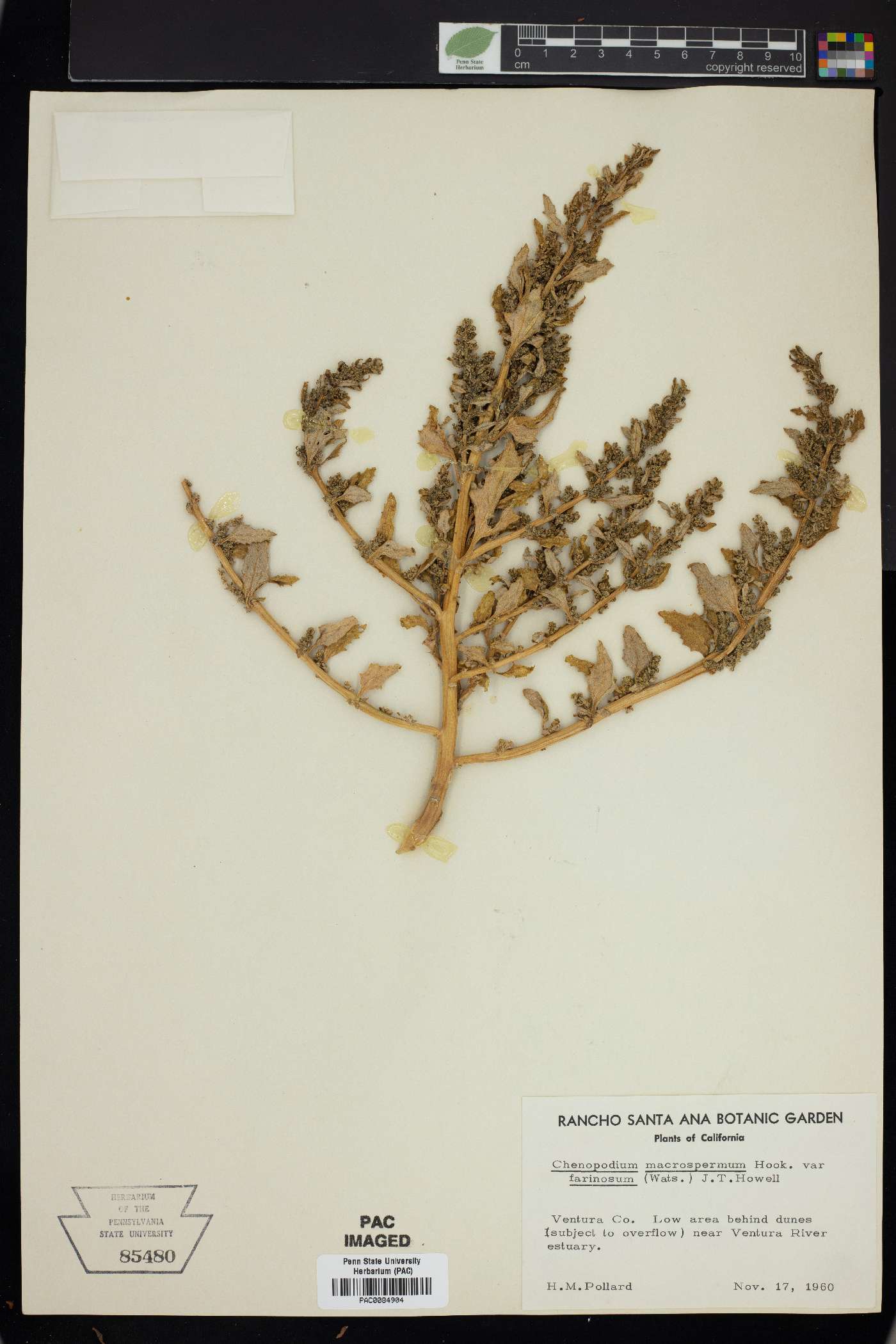 Oxybasis macrosperma subsp. salsa image