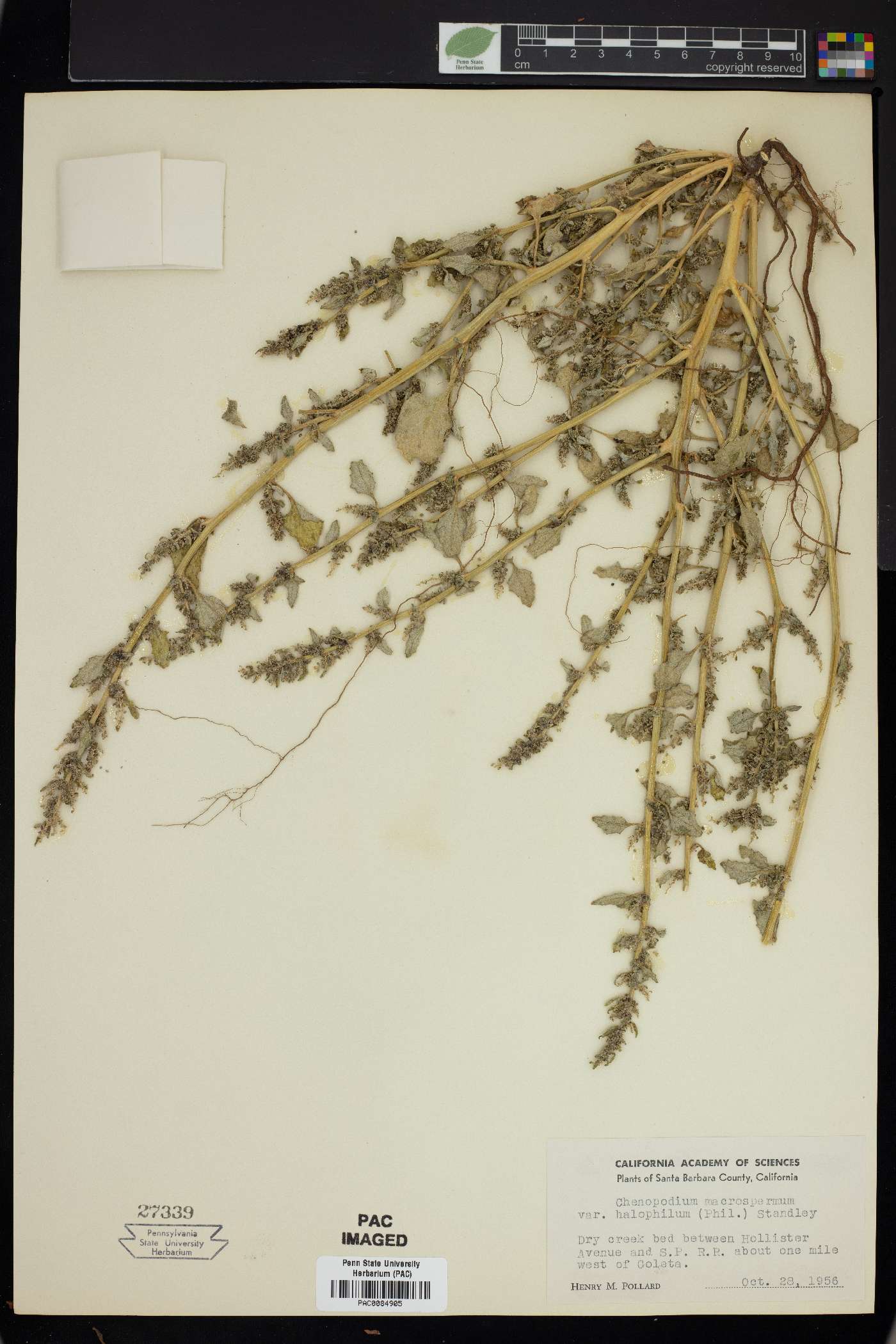 Oxybasis macrosperma subsp. halophila image