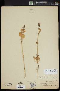 Oxybasis macrosperma subsp. halophila image
