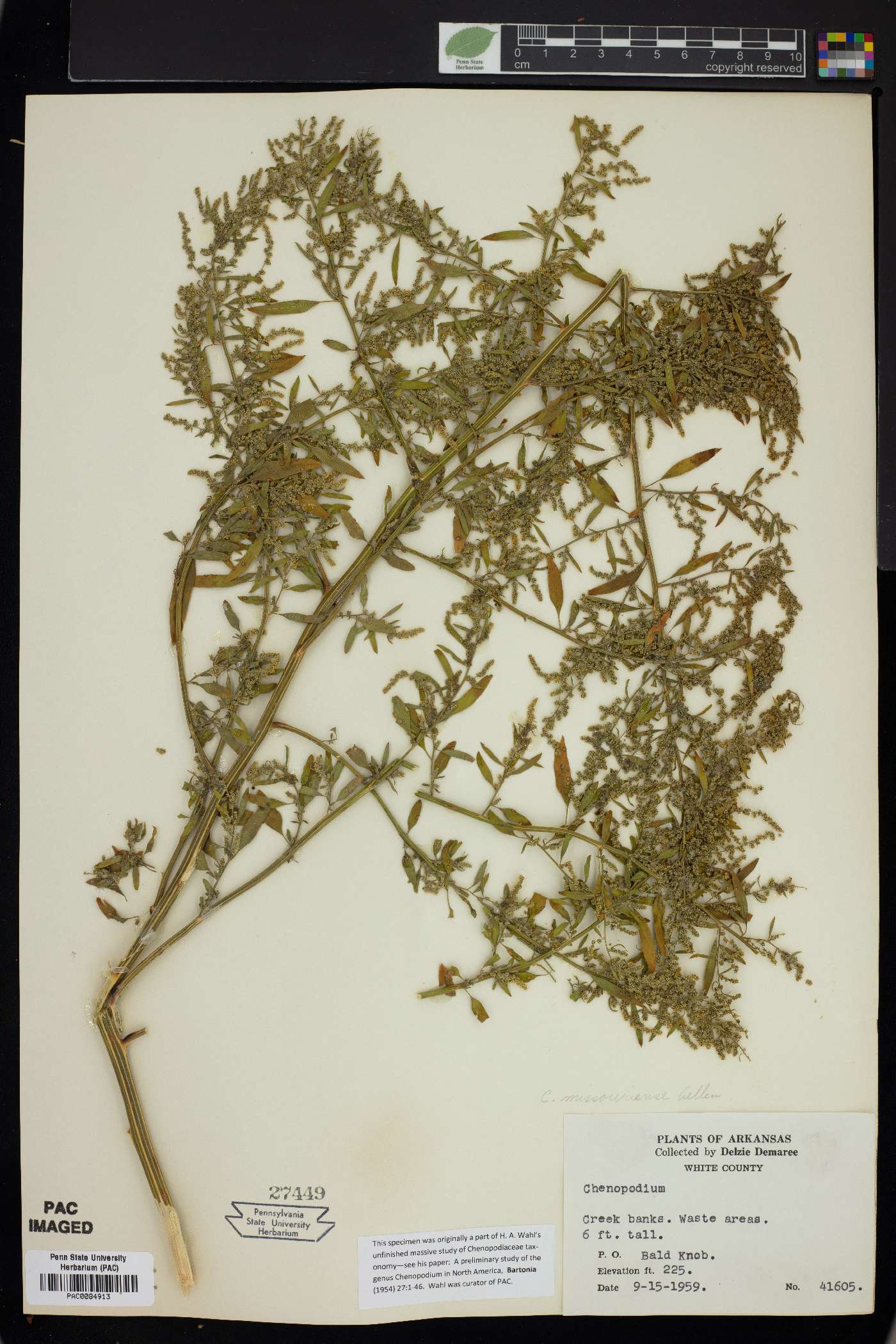 Chenopodium album var. missouriense image