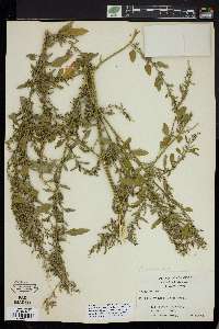 Chenopodium album var. missouriense image