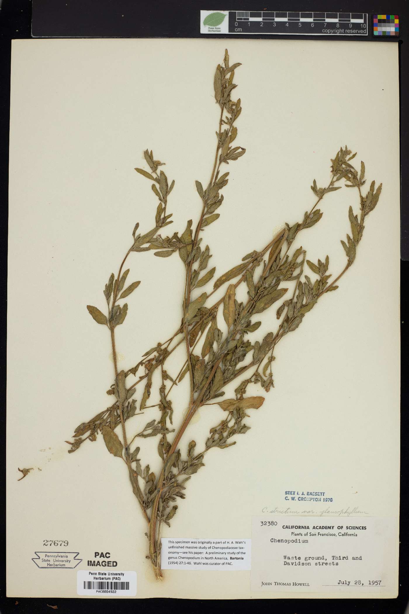 Chenopodium strictum image