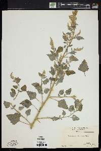 Chenopodium album var. missouriense image