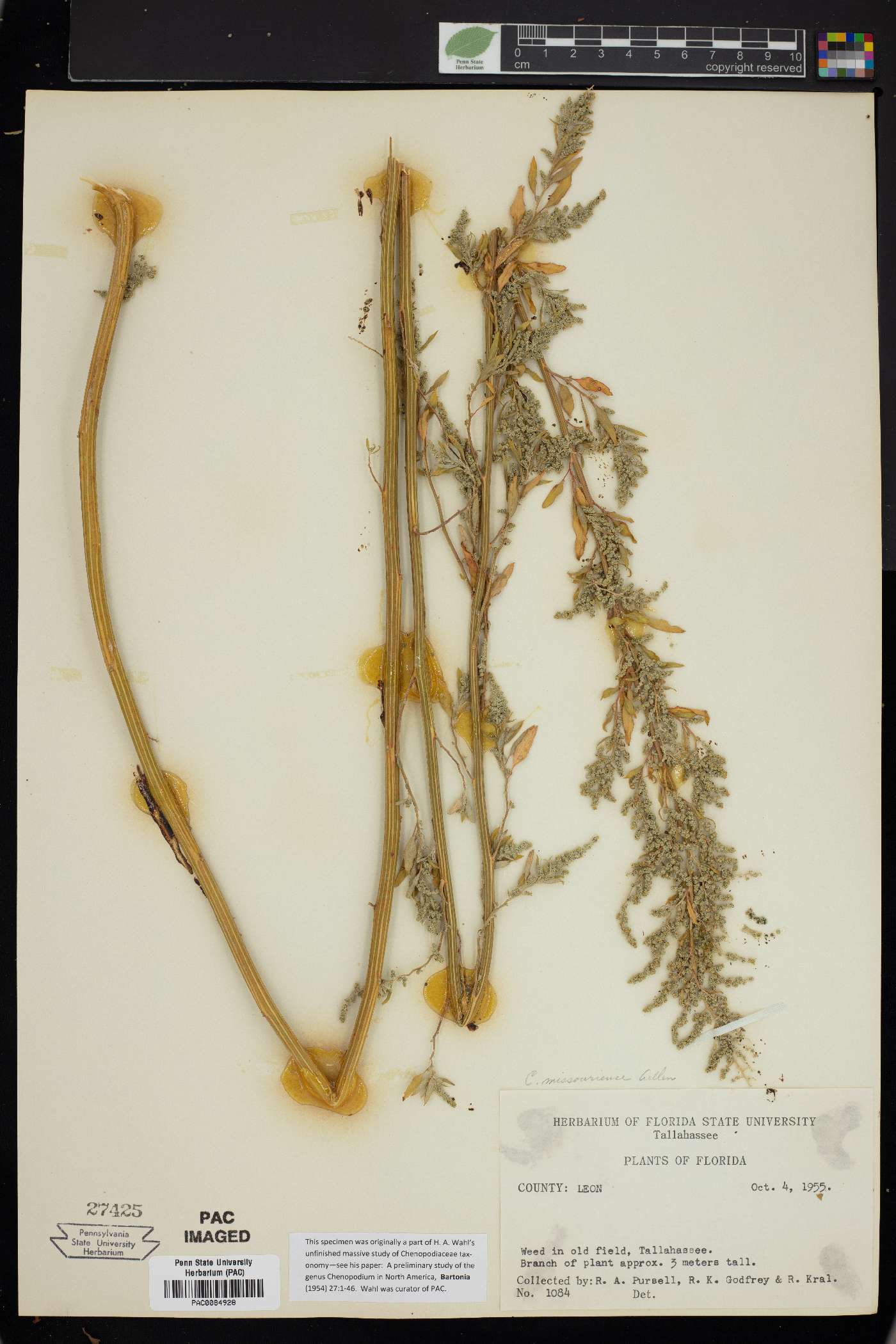 Chenopodium album var. missouriense image