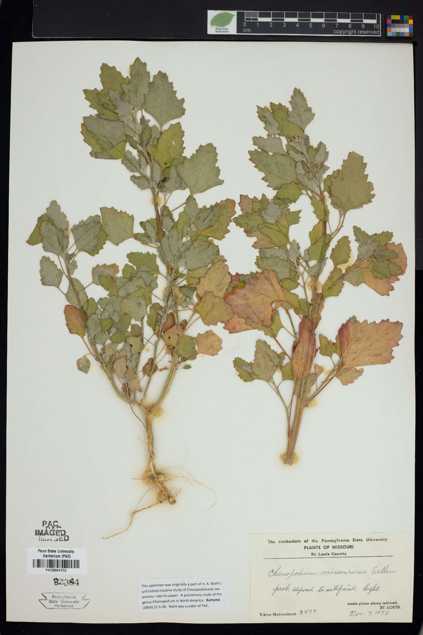 Chenopodium album var. missouriense image