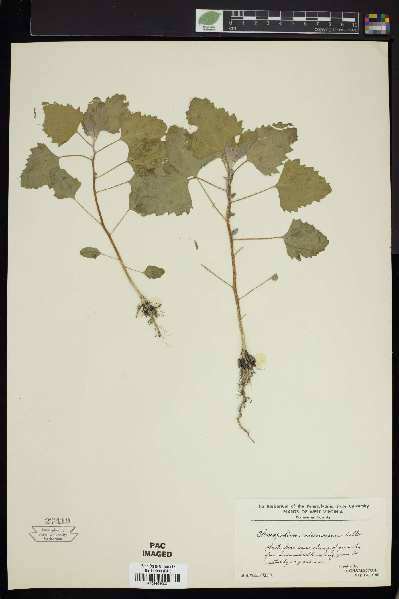 Chenopodium album var. missouriense image