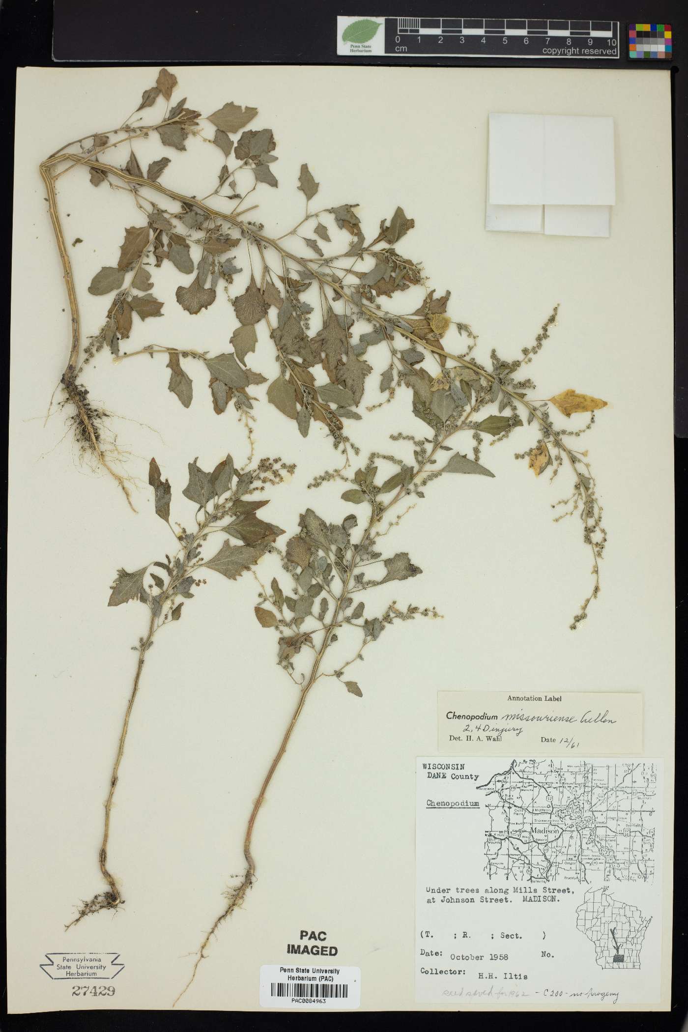 Chenopodium album var. missouriense image