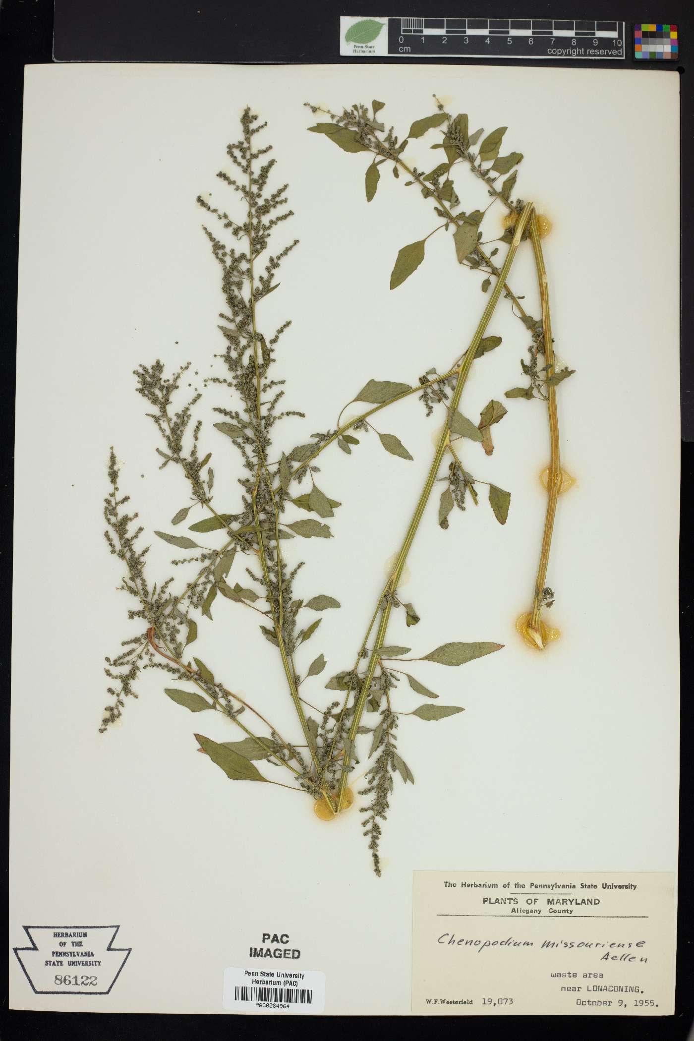 Chenopodium album var. missouriense image