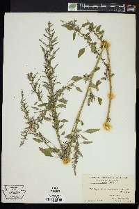 Chenopodium album var. missouriense image