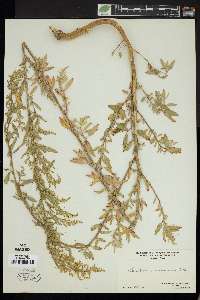 Chenopodium album var. missouriense image