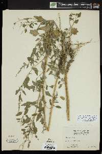Chenopodium album var. missouriense image