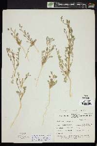 Chenopodium nevadense image