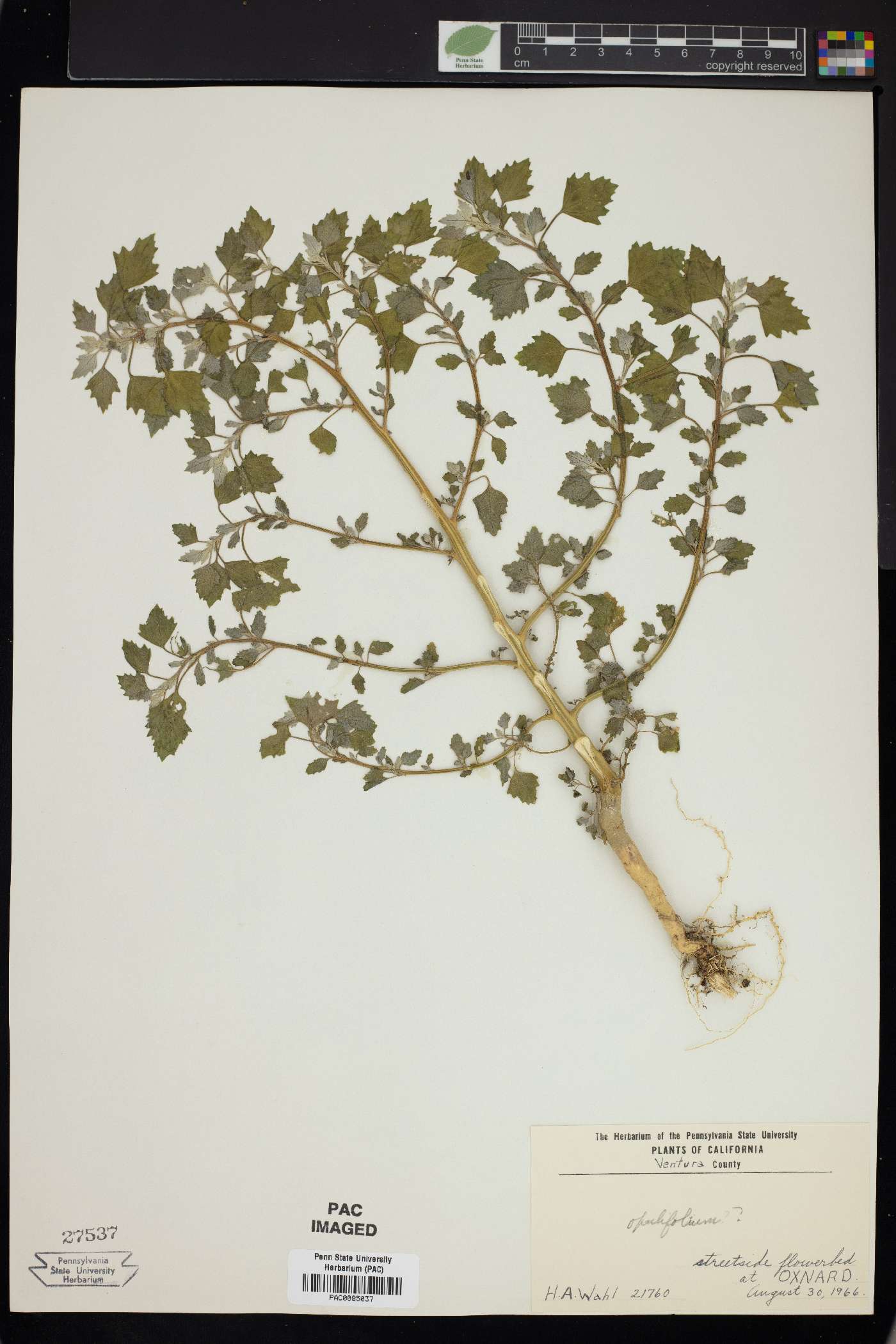 Chenopodium opulifolium image