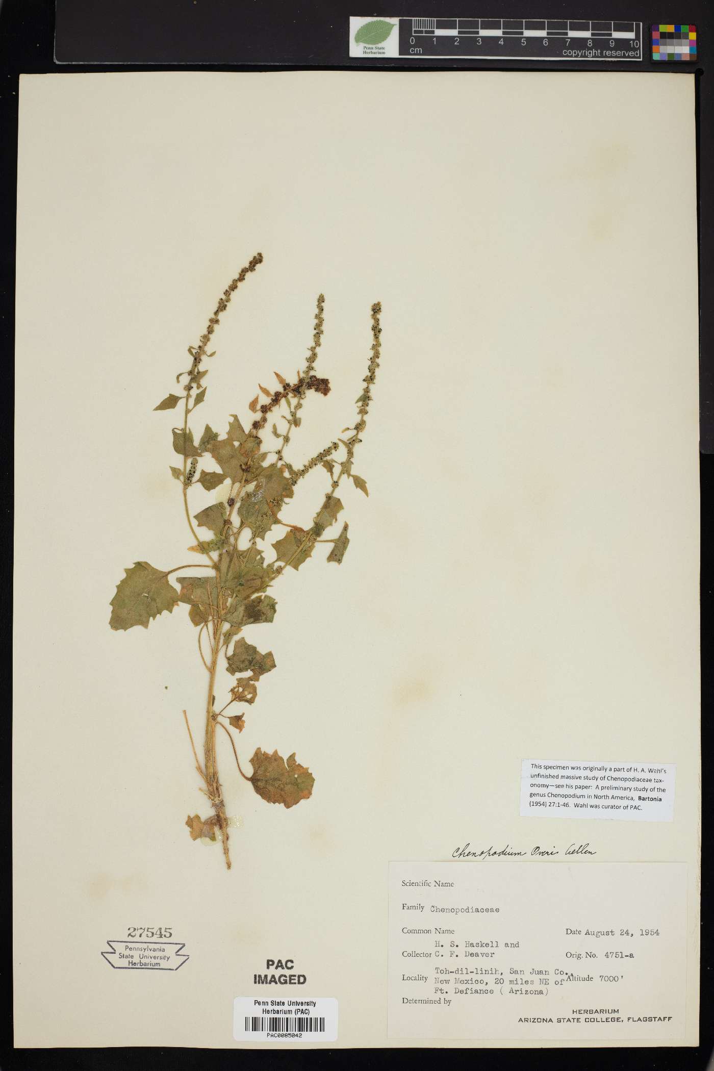 Chenopodium overi image