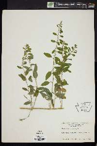 Chenopodium polyspermum image