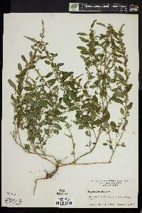 Chenopodium polyspermum image