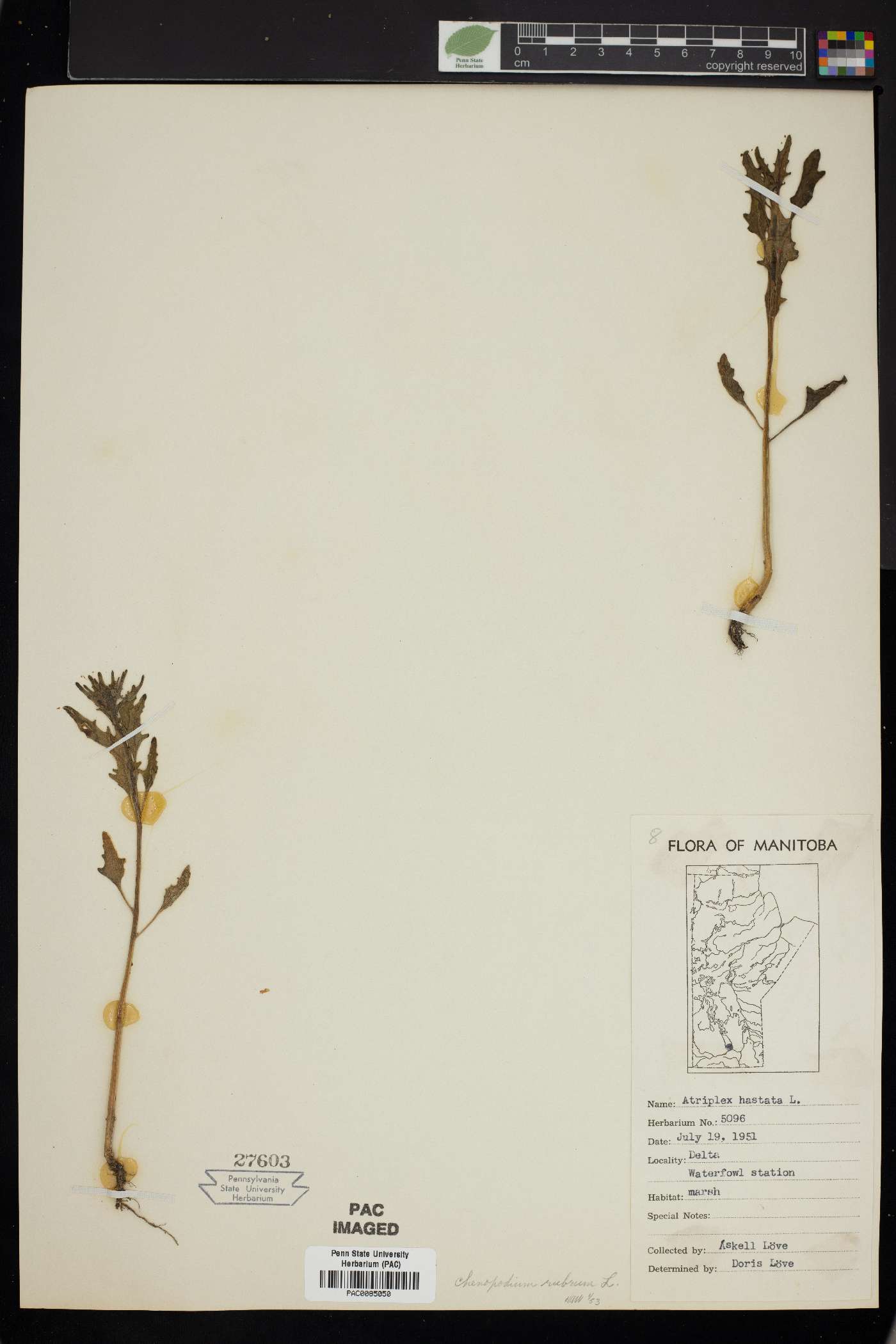 Atriplex prostrata image