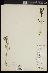 Atriplex prostrata image