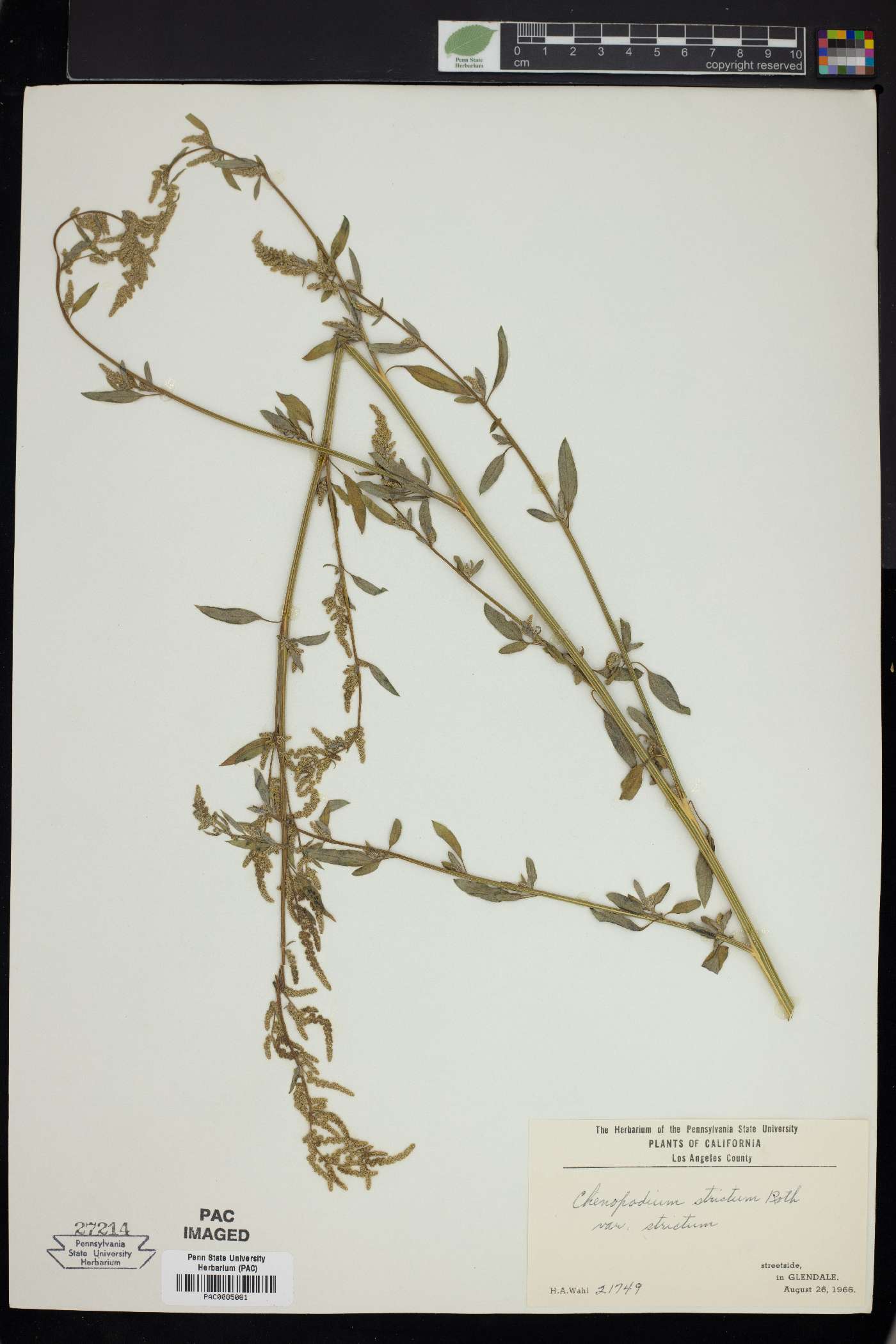 Chenopodium strictum image