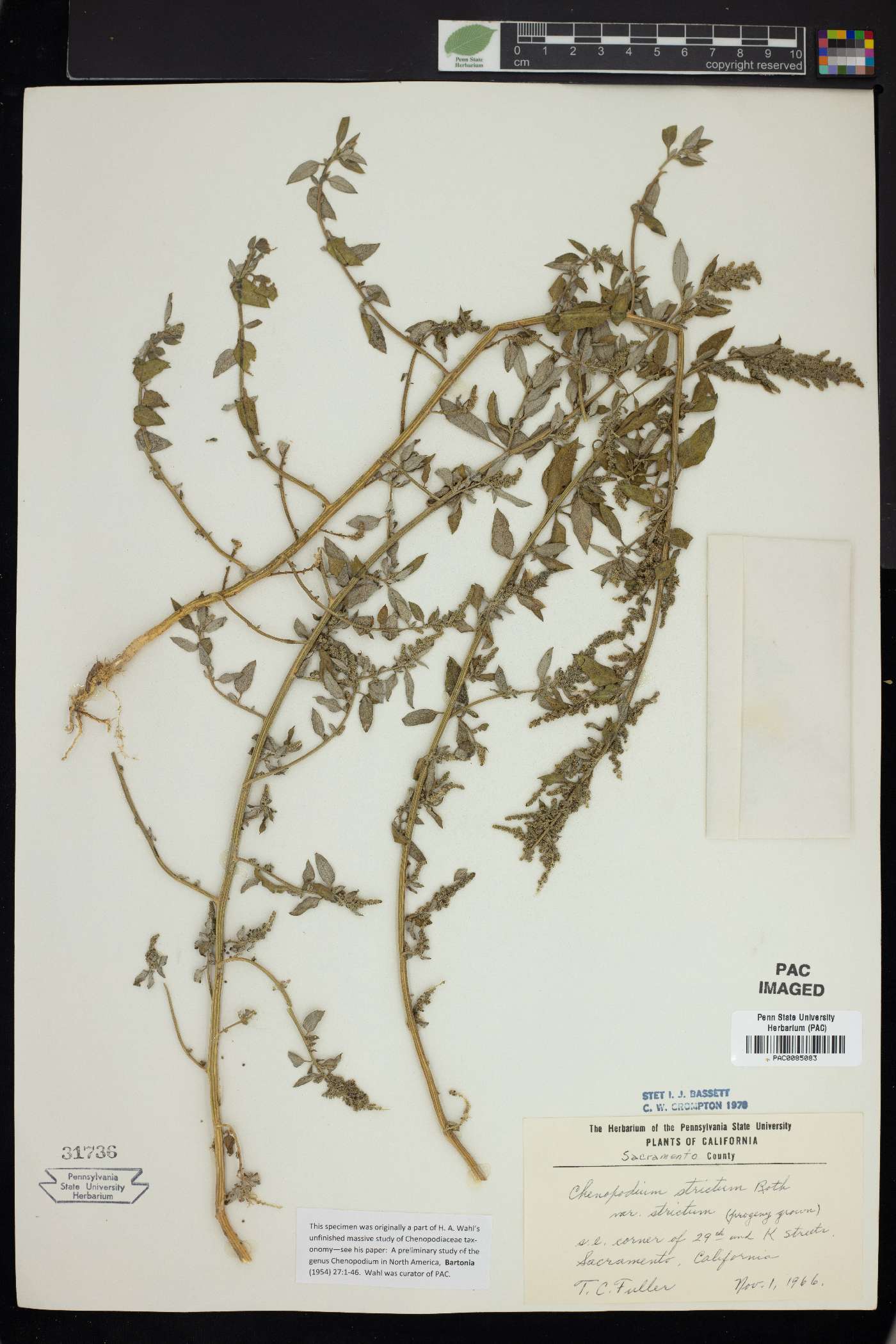 Chenopodium strictum image