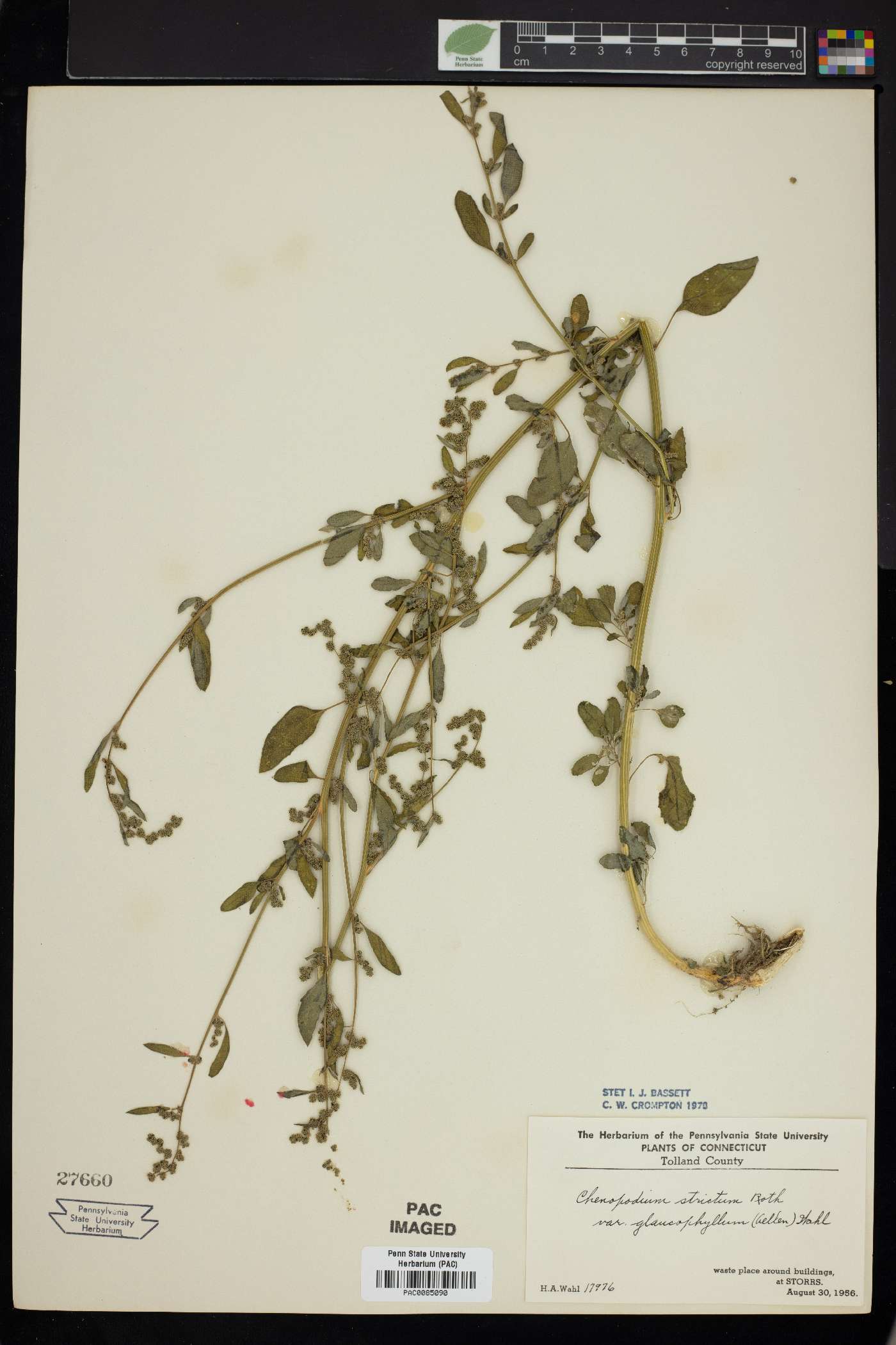 Chenopodium strictum image