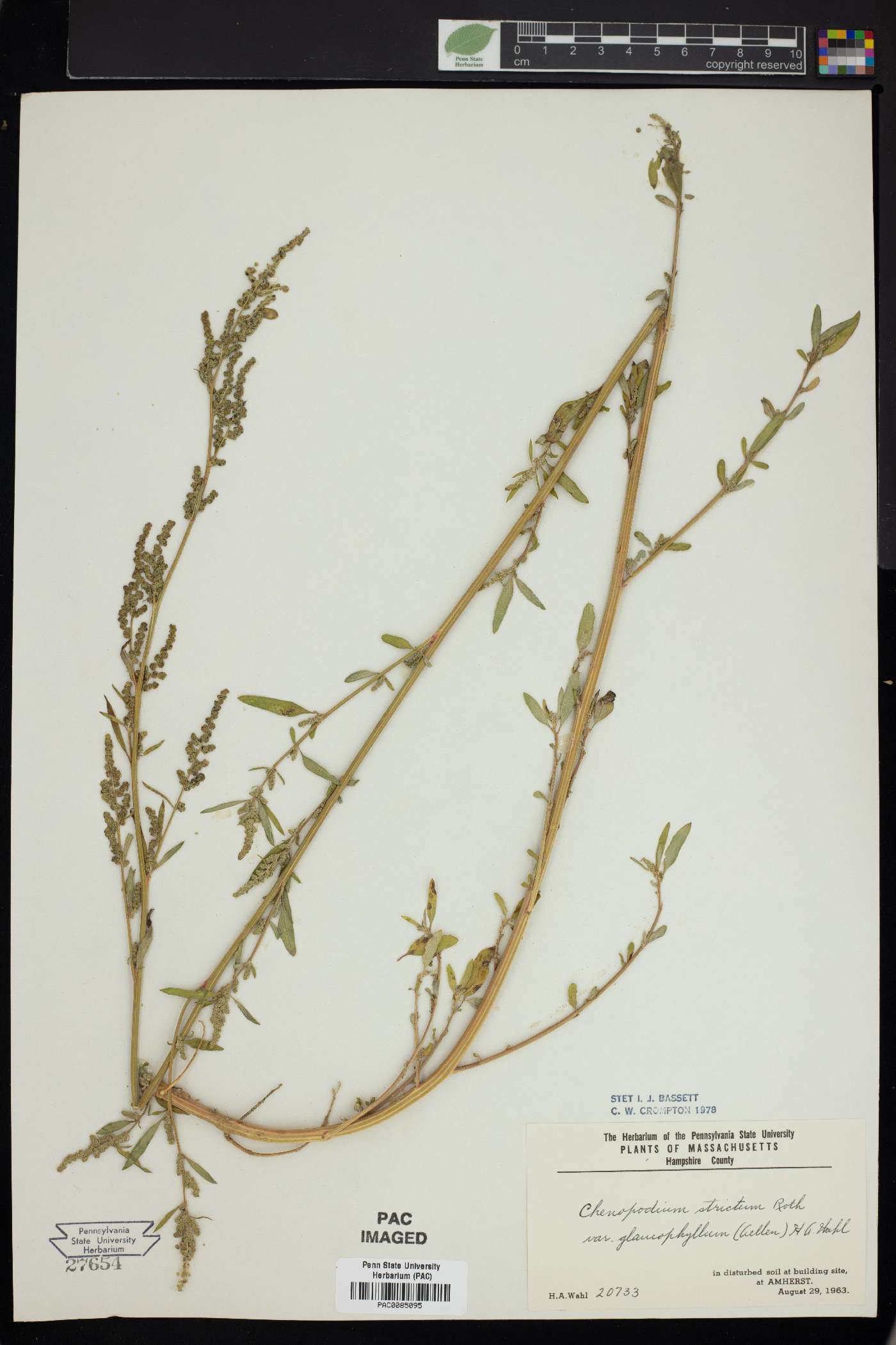 Chenopodium strictum image