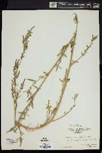 Chenopodium strictum image