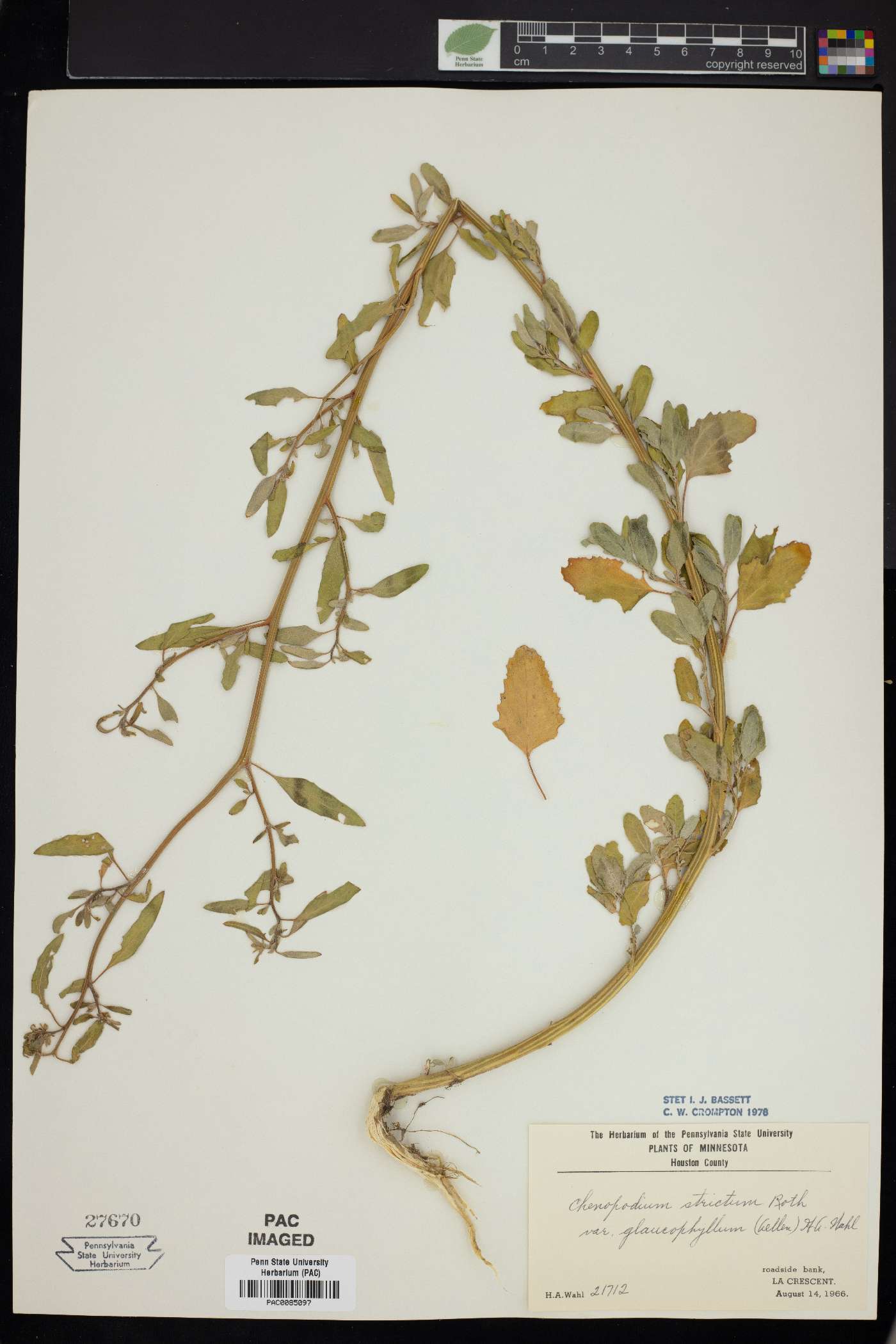 Chenopodium strictum image