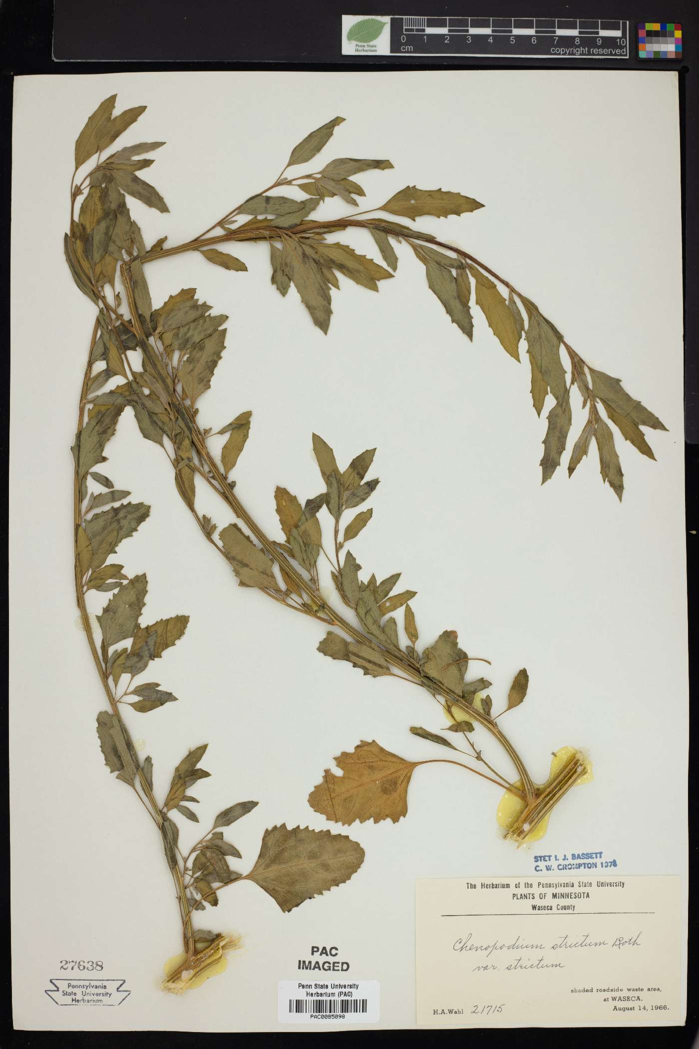 Chenopodium strictum image