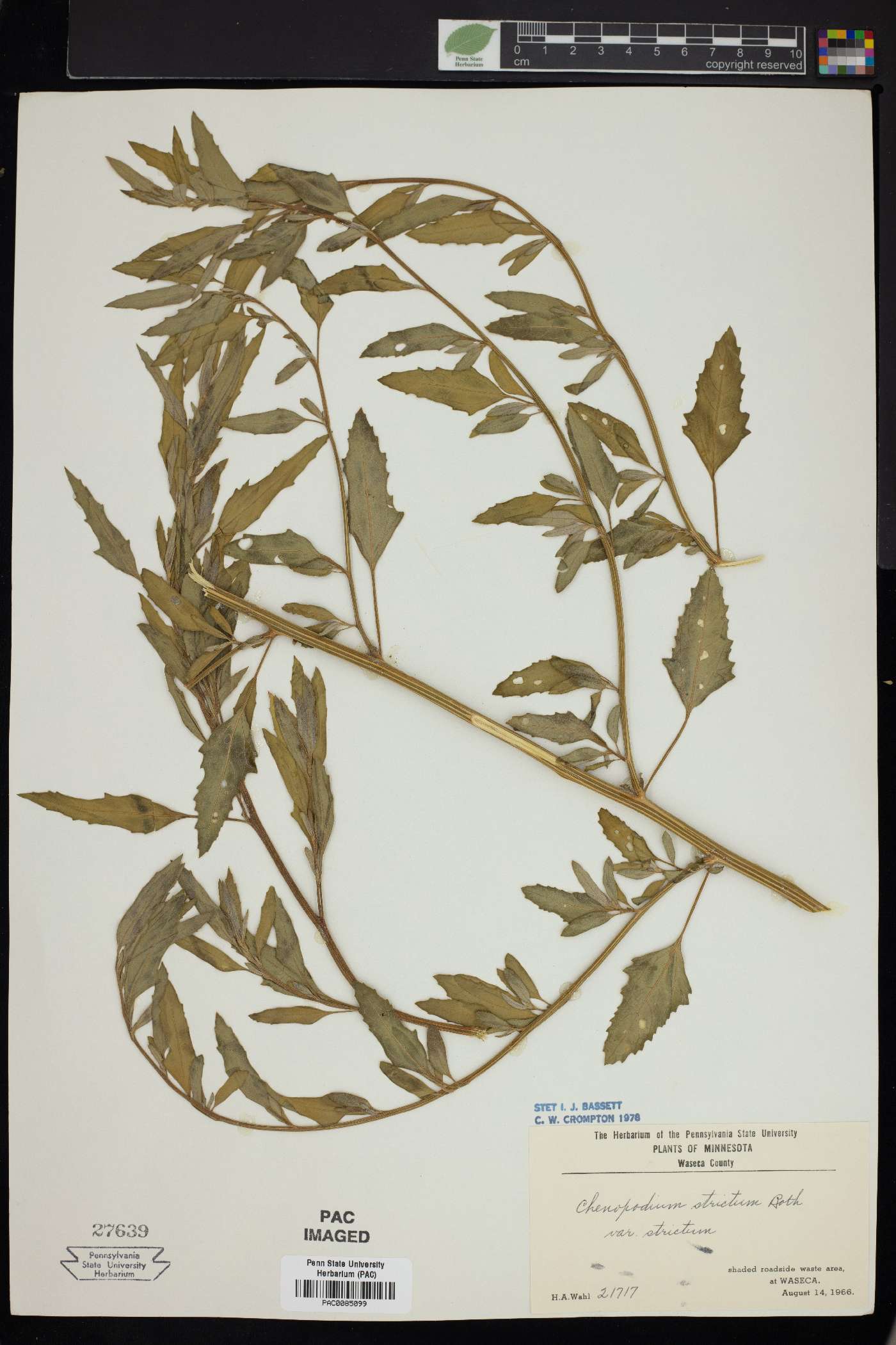 Chenopodium strictum image