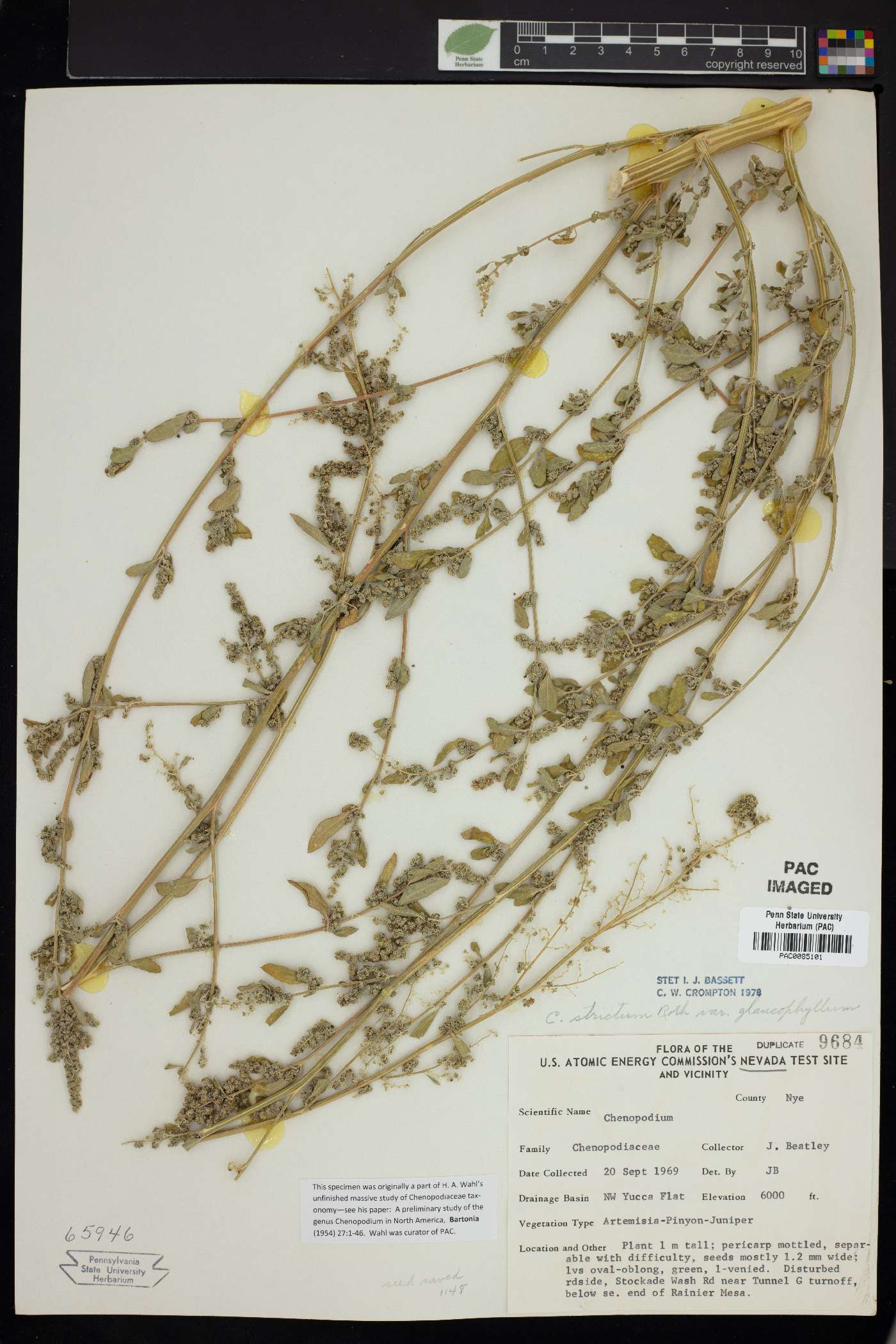 Chenopodium strictum image