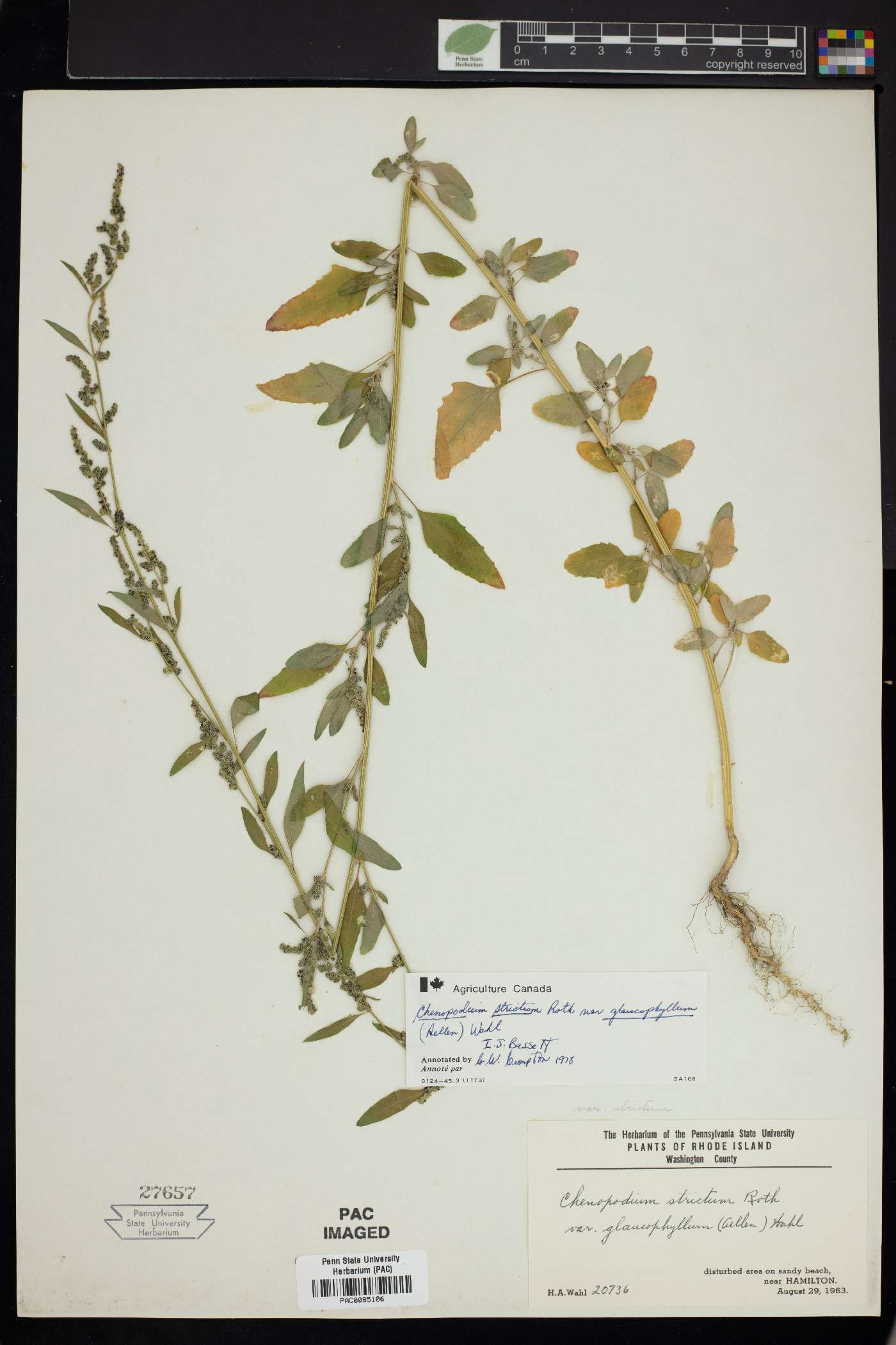 Chenopodium strictum image