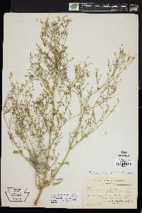 Chenopodium dissectum image