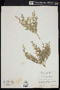 Chenopodium watsonii image